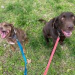 BanjoIsabel- Perna Pet Care Testimonials