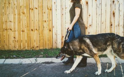Why You Still Need a Dog Walker Even if You Work from Home