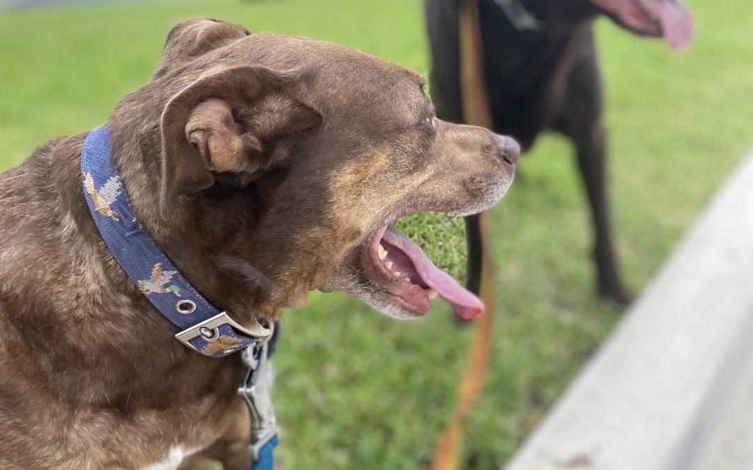 What Should I Expect When I Book a Dog Walk with Perna’s Pet Care?