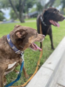 two dogs on   a walk
