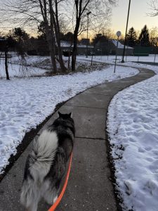 dog walking in snow