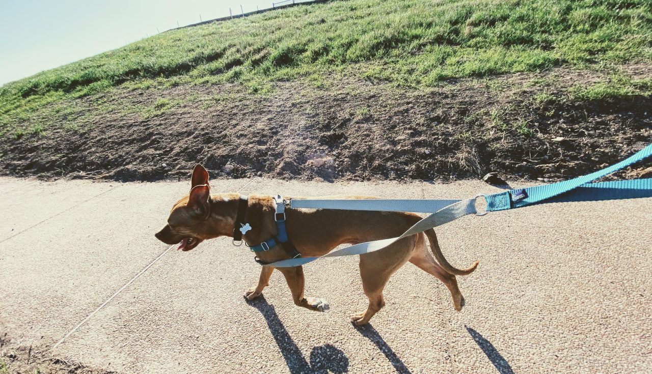 Dog Walks Perna's Pet Care