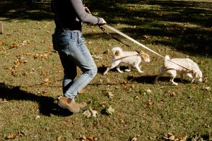 Woman walking two small dogs in grass field