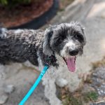 Grey and white dog on a leash with tongue out