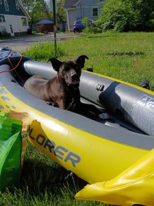 the foreground is a yellow and grey inflatable kayak resting in green grass. to the left is a green and tan bag of dog training treats. inside the kayak is a black dog with white paws, chest, chin, and upright ears looking at the camera and practicing recreational positive dog training. there is a thing orange leash attached to the dog's collar which loops at the back of the boat. the background is green grass, a parking lot bordered by a house on each side, and a purple car.