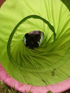 photo taken from one end of a green with pink and blue edging pop-up dog training agility tunnel. on the opposite end from the camera is a crouching, black dog with white paws and upright ears. there is green grass in the fore and backgrounds.