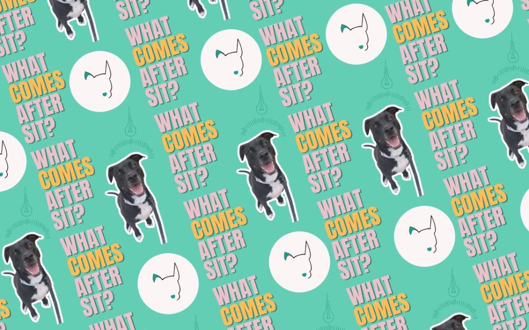 What Comes After Sit? 3 Fun Recreational Training Ideas for Dog Play