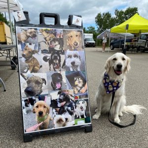 white dog at Pittsfield Township dog friendly farmers market